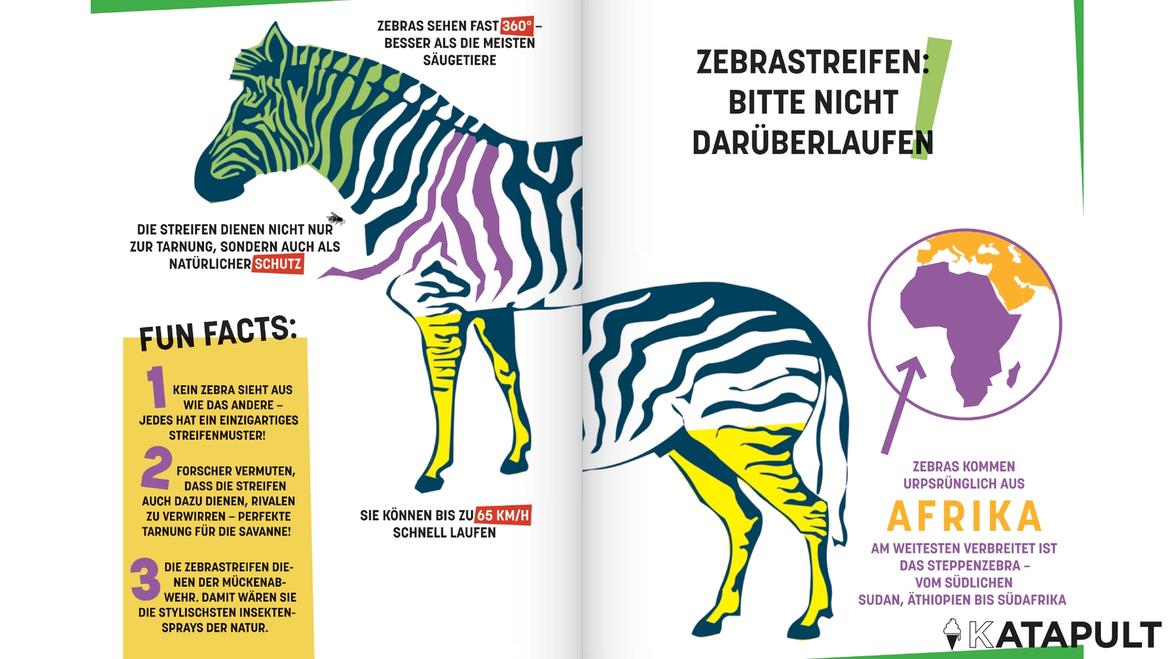 Informationen über Zebras