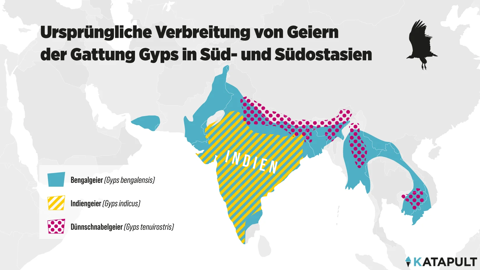Versehentlicher Geiergenozid kostet Hunderttausende Menschen das Leben
