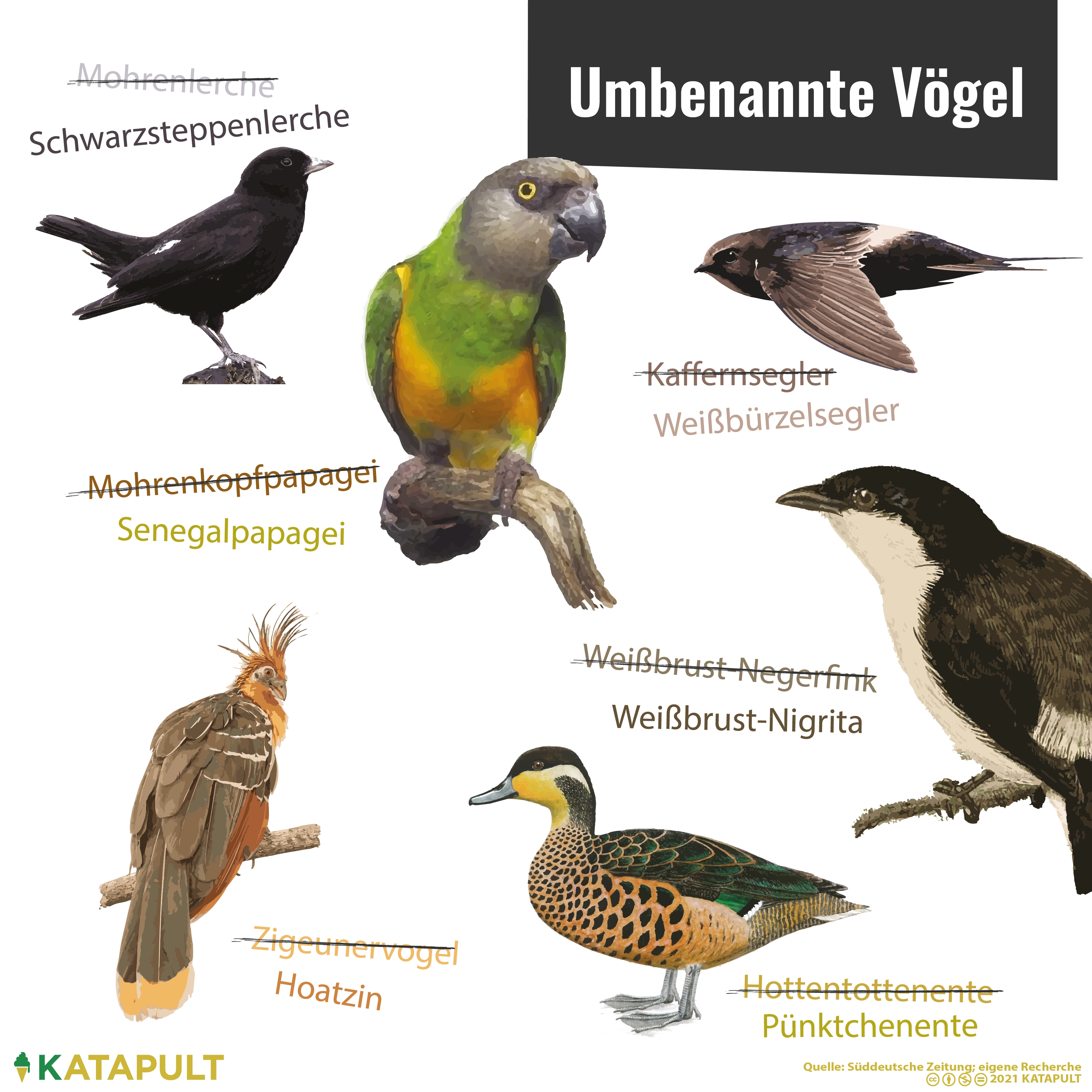 Vogelkunde wie bei Hitler