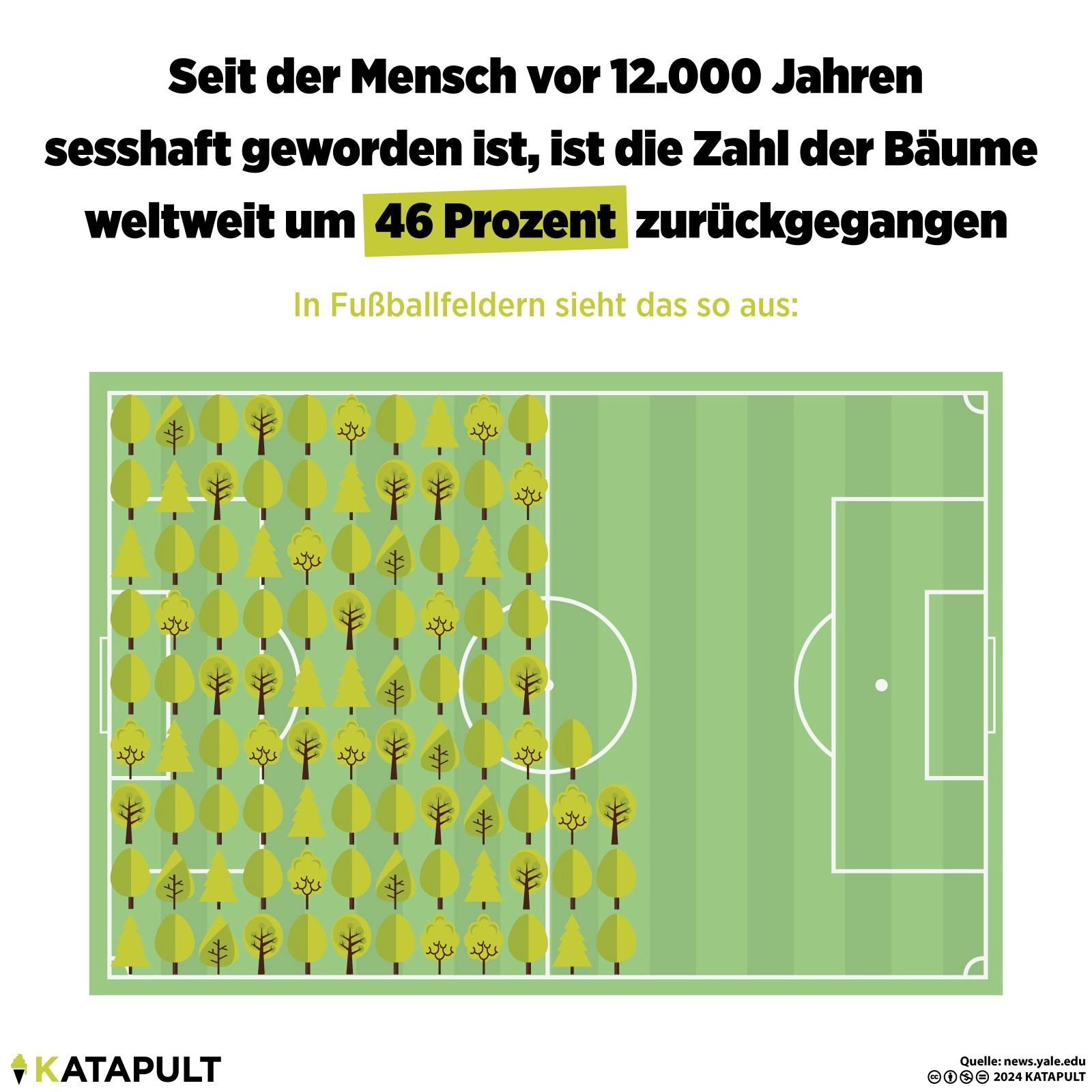 Rückgang der Bäume